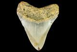 Fossil Megalodon Tooth - North Carolina #109899-1